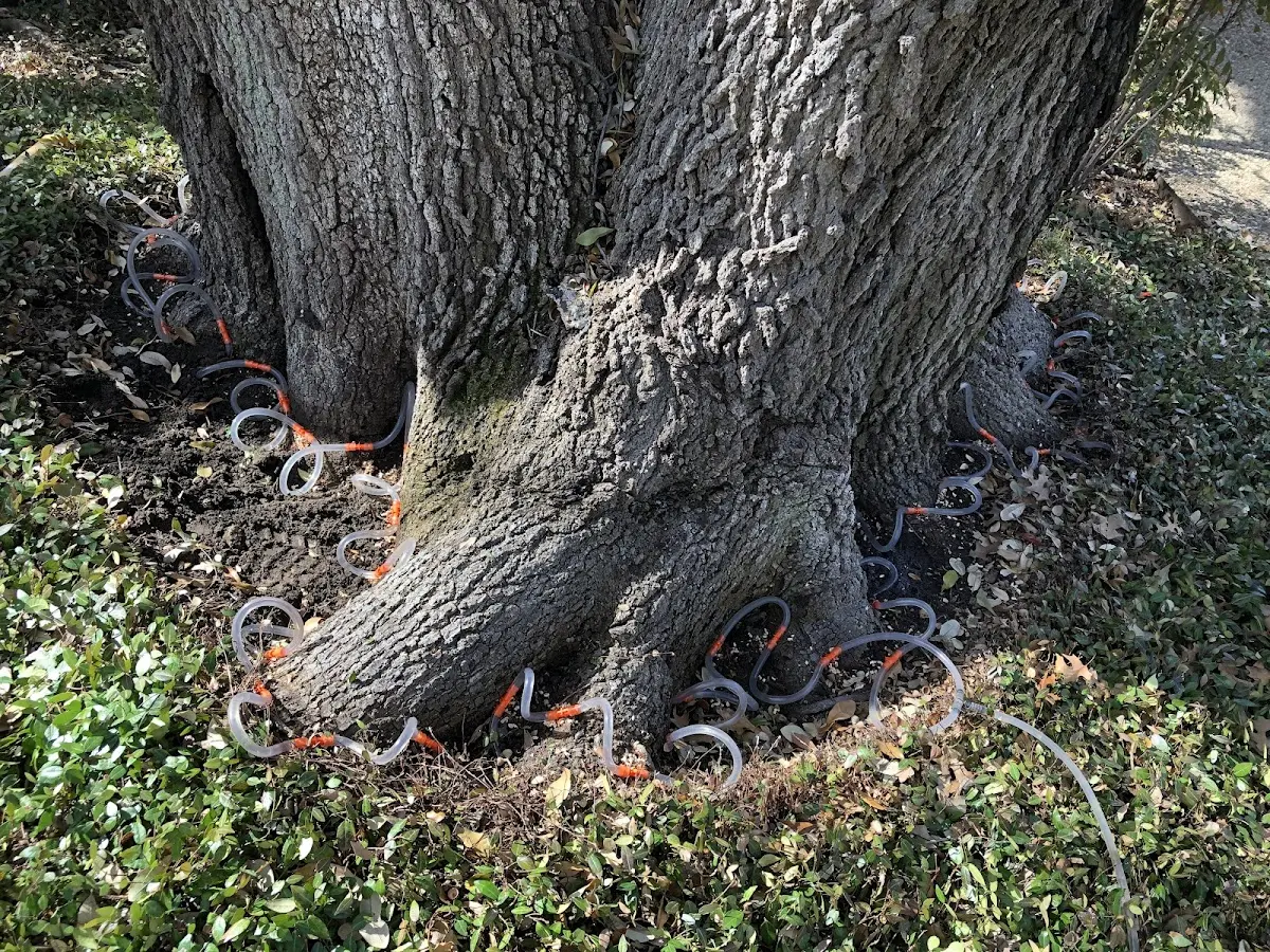 Detailed Tree Cabling and Bracing job site in Hickory