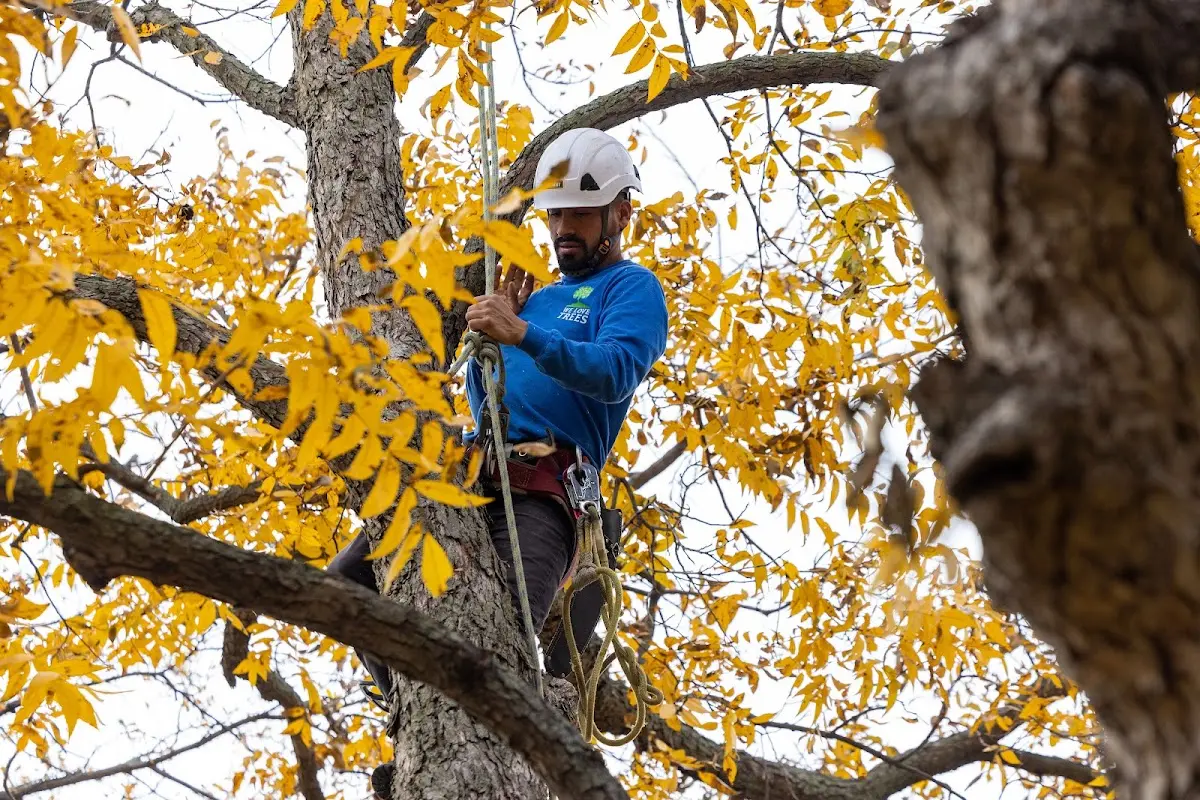 Skilled Emergency Tree Service crew working in Hickory